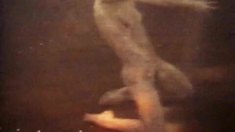 HD видео, британское, винтаж, маленькие сиськи, ретро